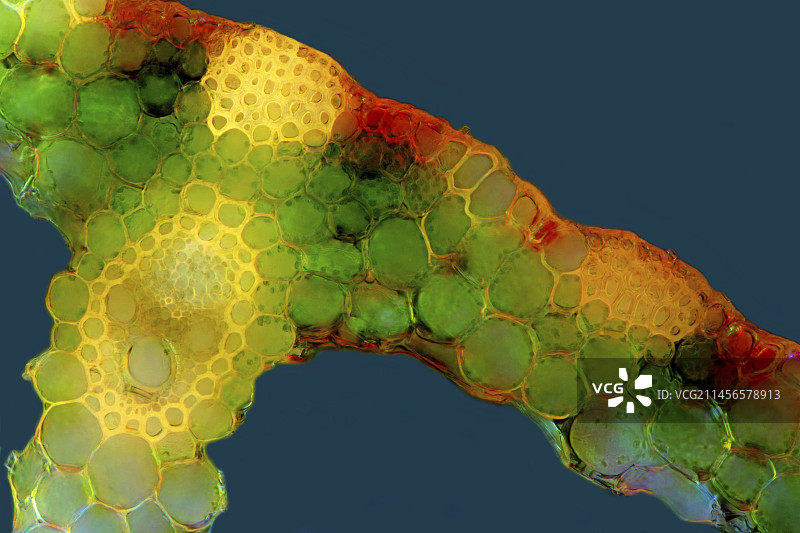 芦苇茎的显微照片图片素材