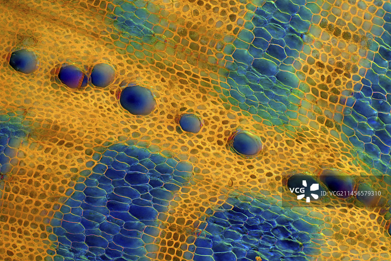 荨麻茎，光学显微照片图片素材