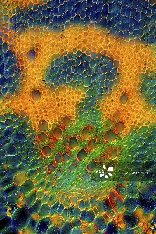 荨麻茎，光学显微照片图片素材