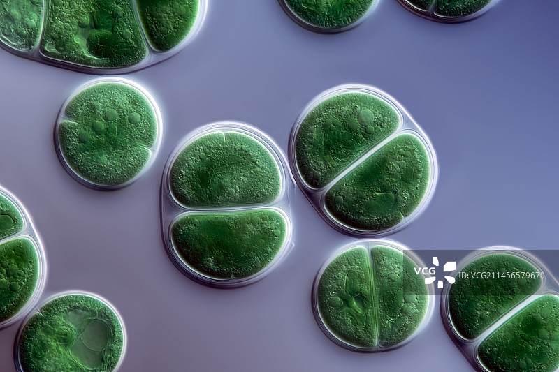 胀球藻的显微照片图片素材