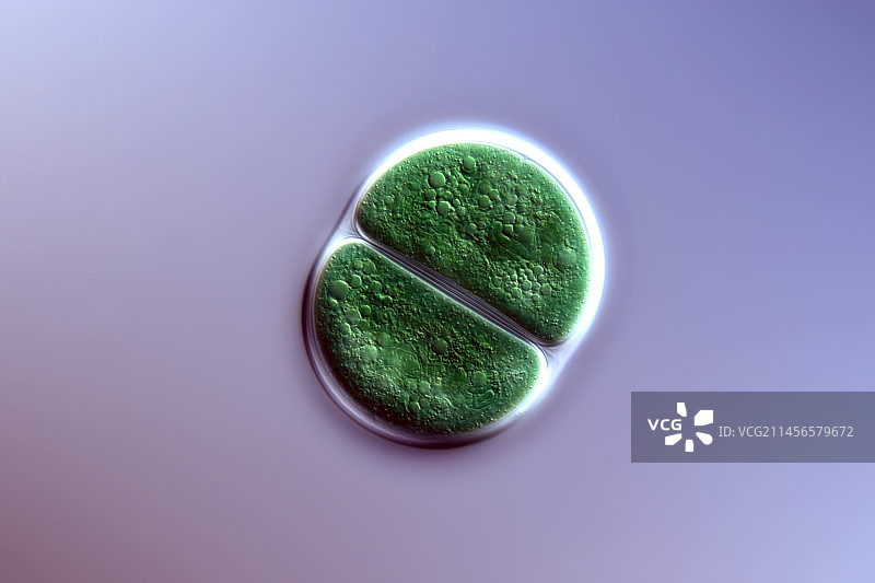 胀球藻的显微照片图片素材