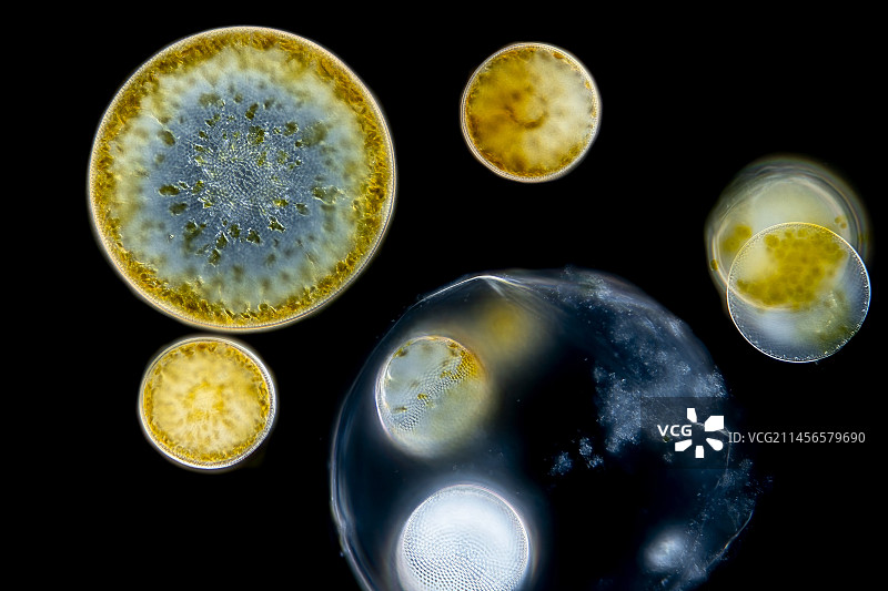 盒形藻，光学显微照片图片素材