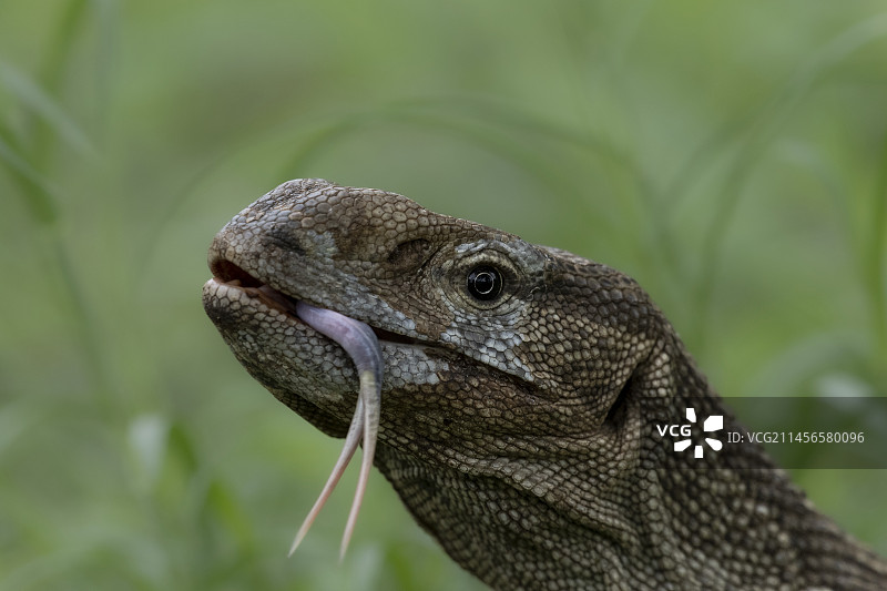 伸出舌头的岩石巨蜥图片素材