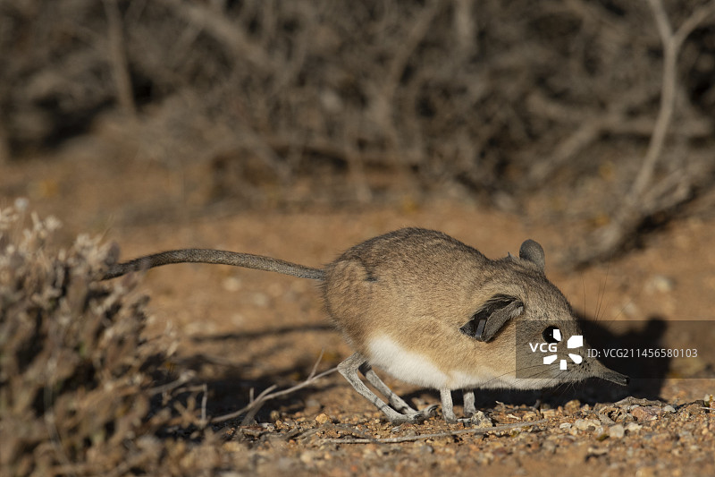 圆耳象鼩图片素材