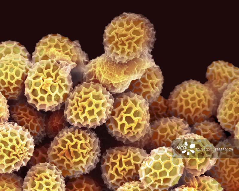 黑曲霉孢子显微图像图片素材