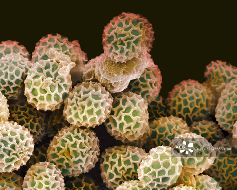 黑曲霉孢子显微图像图片素材