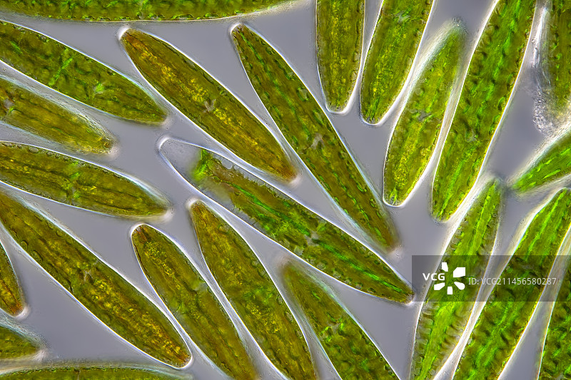 Netrium digitus藻类显微照片图片素材
