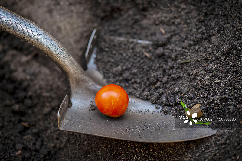 泥铲上的番茄图片素材