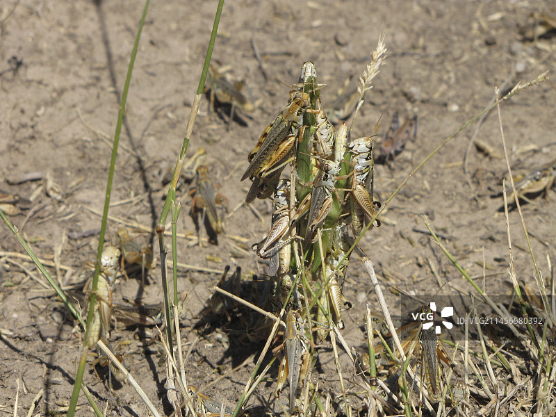 被蝗虫破坏的农作物图片素材