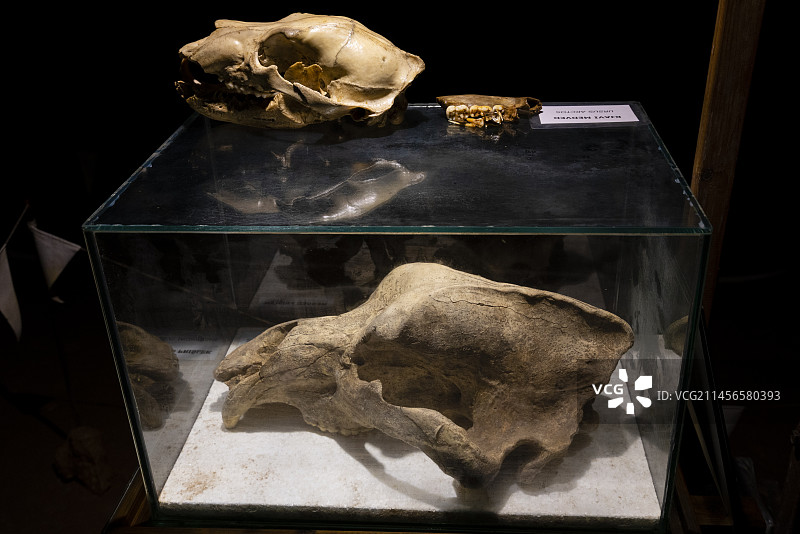 棕熊和洞熊的头骨图片素材