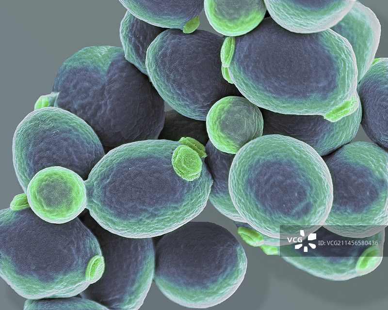 念珠菌酵母细胞，扫描电镜图片素材