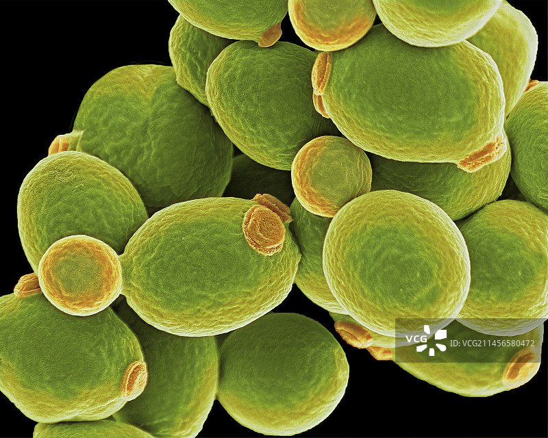 念珠菌酵母细胞图片素材