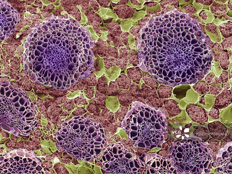 双子叶植物储藏根的扫描电镜图图片素材