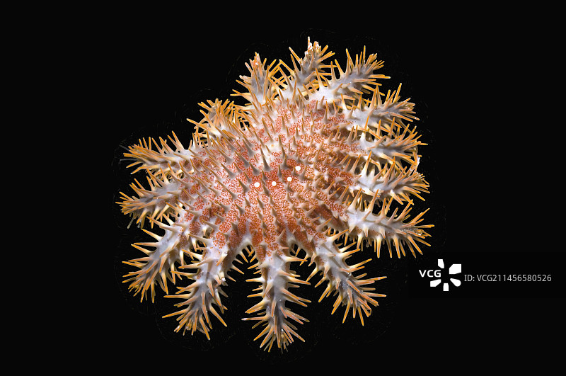 刺冠海星图片素材
