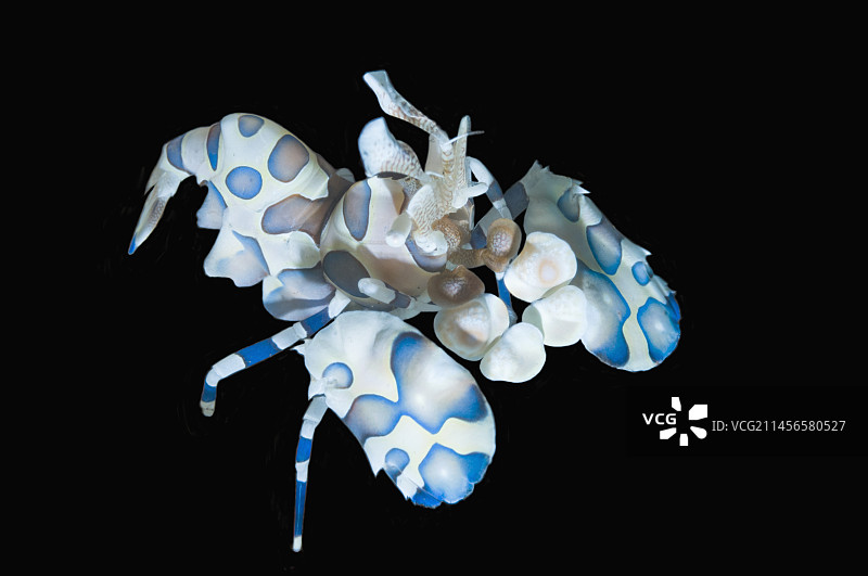 丑角虾图片素材