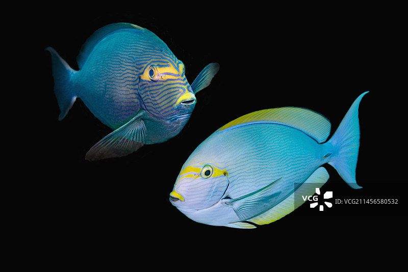 长身刺尾鱼合成图图片素材