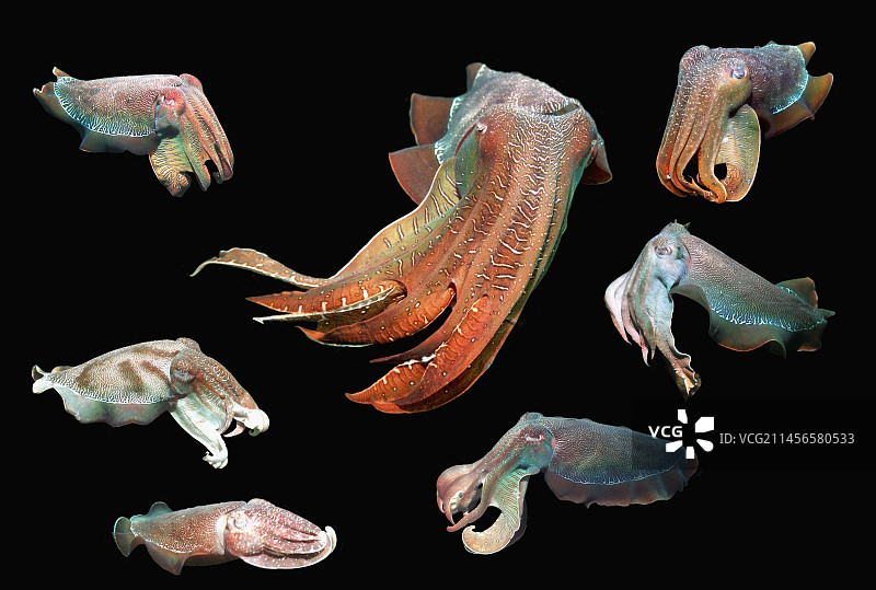 巨型墨鱼合成图图片素材