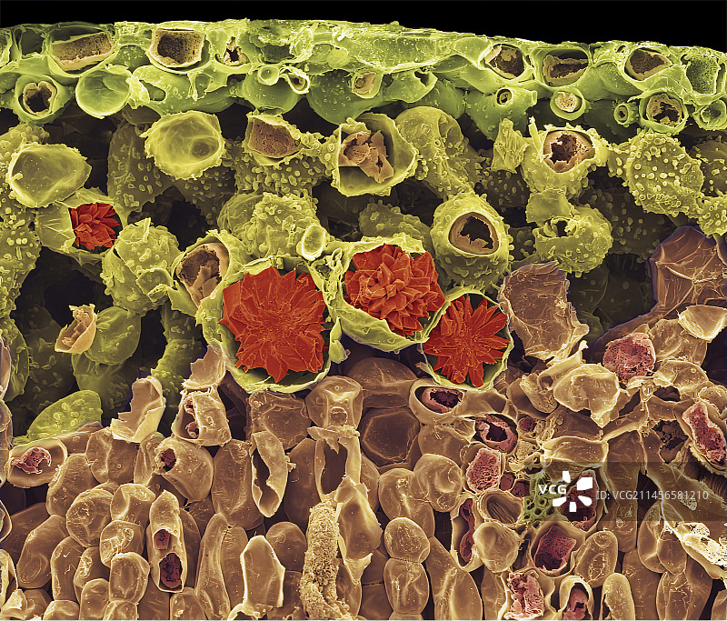 酢浆草叶，扫描电子显微镜图片素材