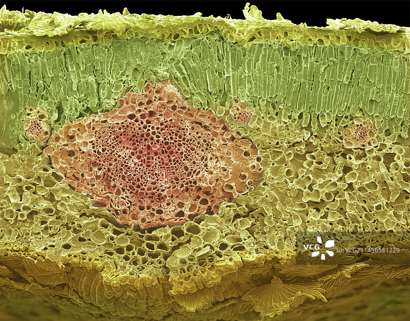 橄榄叶扫描电镜图图片素材