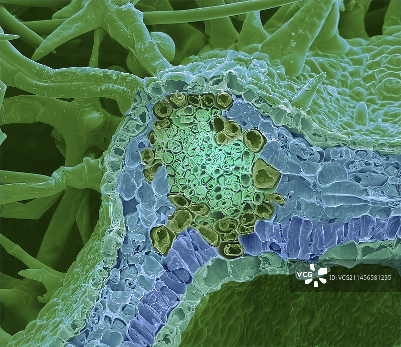 鼠尾草叶，扫描电子显微镜图图片素材