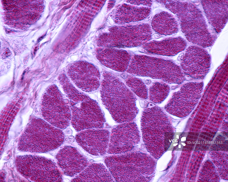 骨骼肌纤维显微照片图片素材