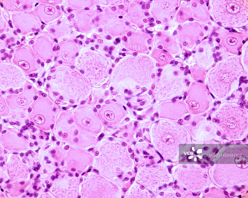 背根神经节神经元，光学显微照片图片素材