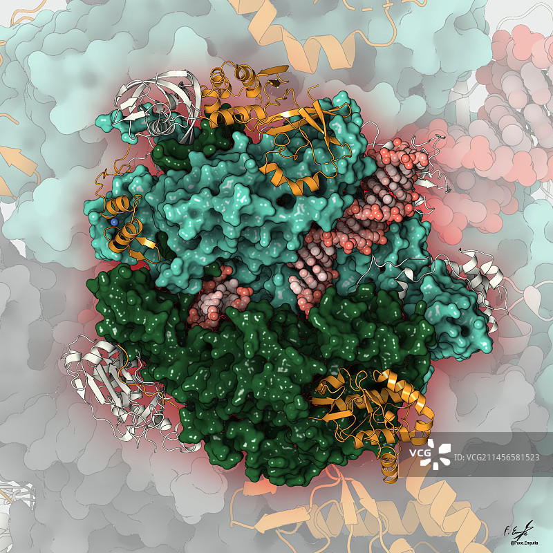 痘病毒转录起始复合物，图示图片素材