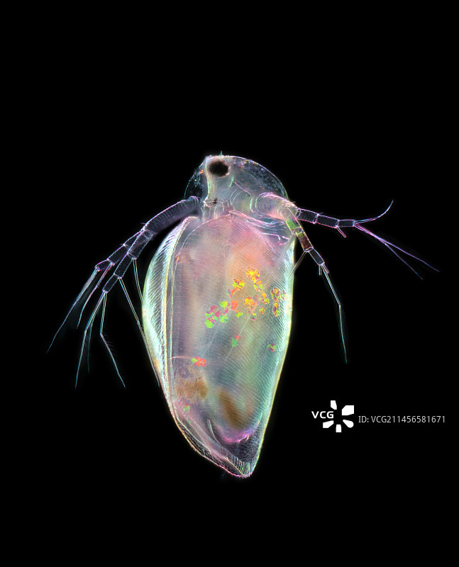 水蚤显微照片图片素材