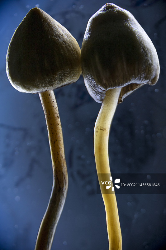 自由帽蘑菇图片素材