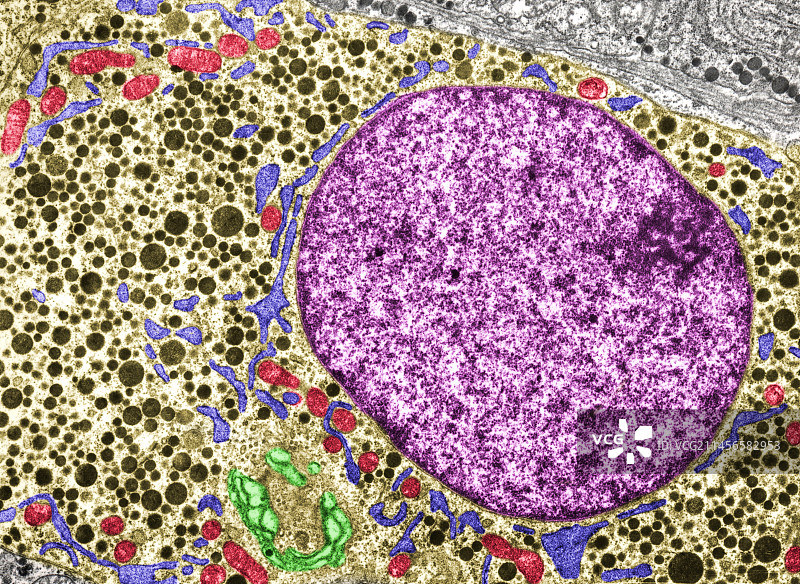 腺垂体促性腺激素细胞（透射电镜）图片素材