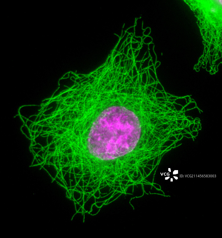 有丝分裂，光学显微照片。图片素材