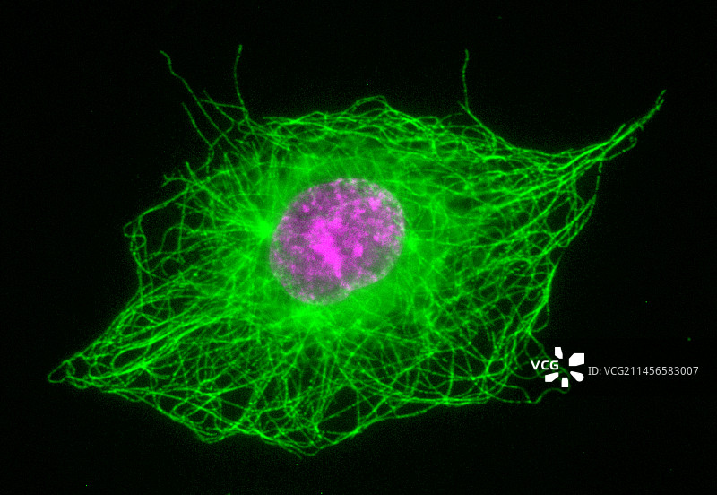 有丝分裂，光学显微照片。图片素材