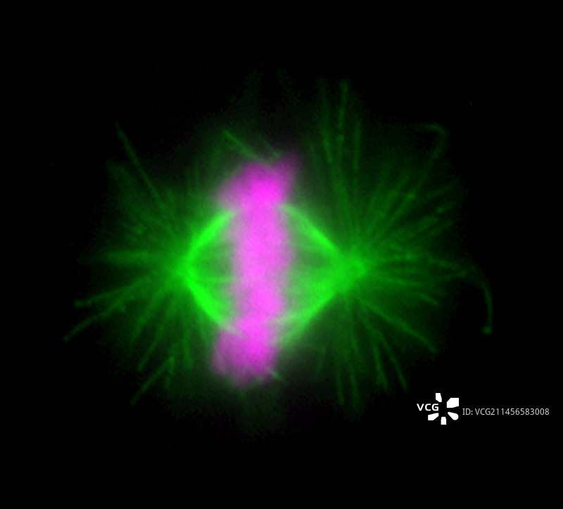 有丝分裂，光学显微照片。图片素材