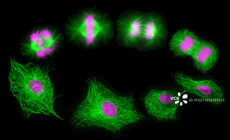 有丝分裂和胞质分裂，光学显微照片图片素材