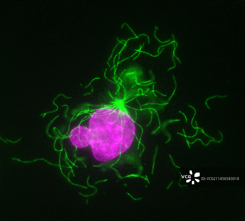 用秋水仙碱处理的间期细胞，光学显微照片图片素材