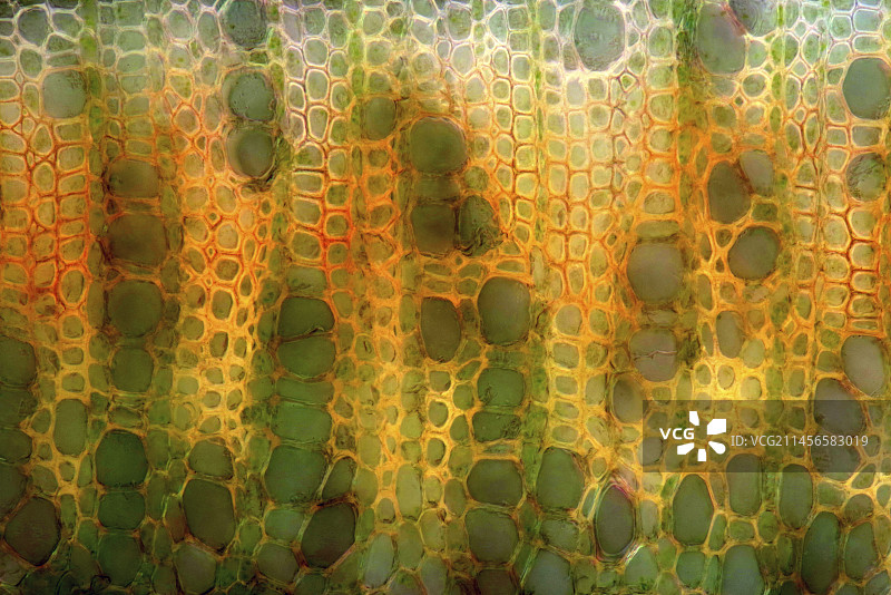 窄叶羽扇豆茎，光学显微照片图片素材