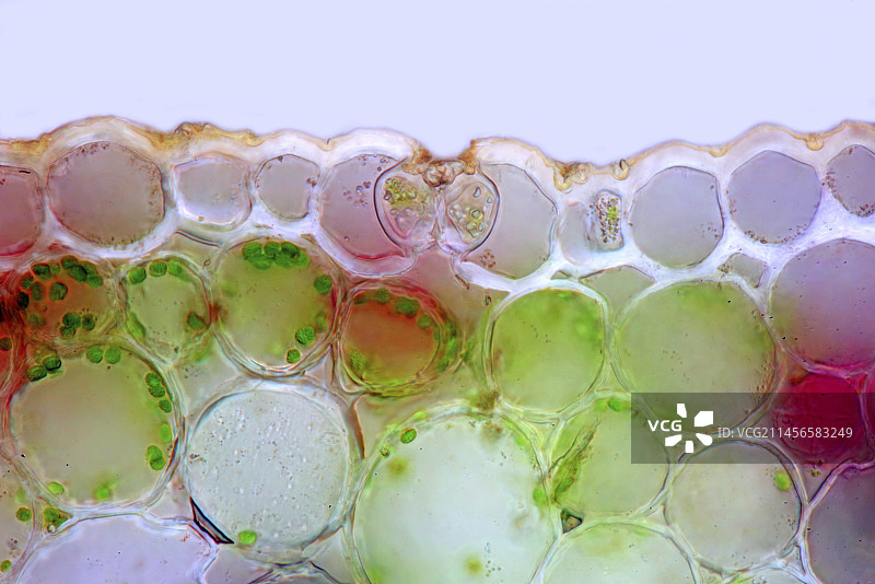 铃兰叶表皮显微照片图片素材