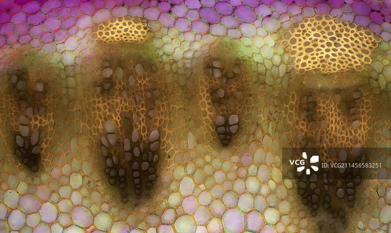 窄叶羽扇豆茎，光学显微照片图片素材