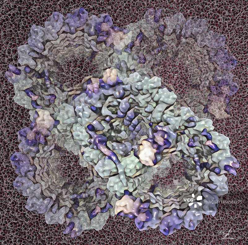 纤毛双联微管，插画图片素材