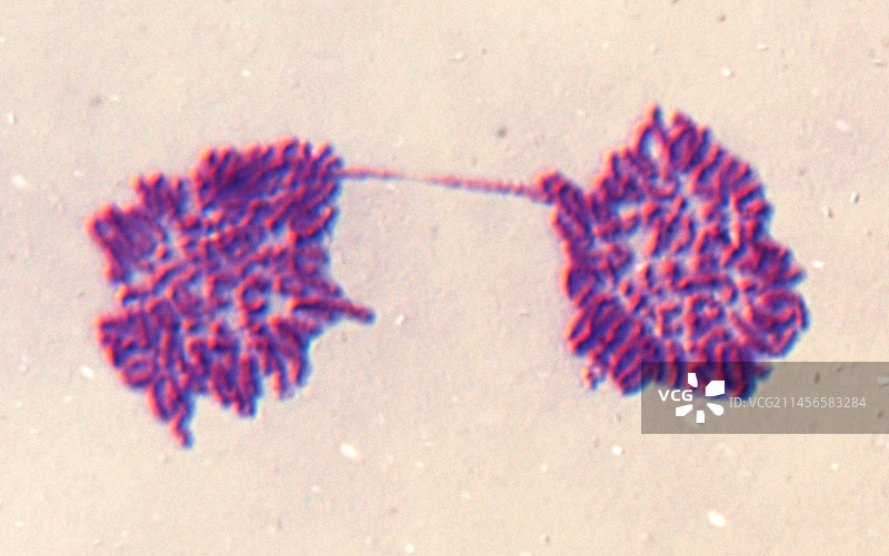 有丝分裂，光学显微照片。图片素材