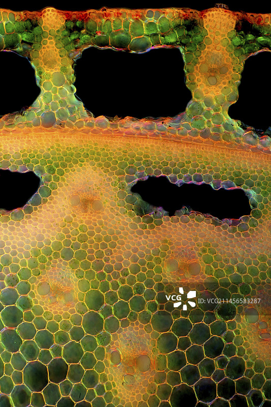 芦苇茎的显微照片图片素材