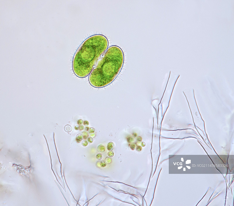 池塘生物显微照片图片素材
