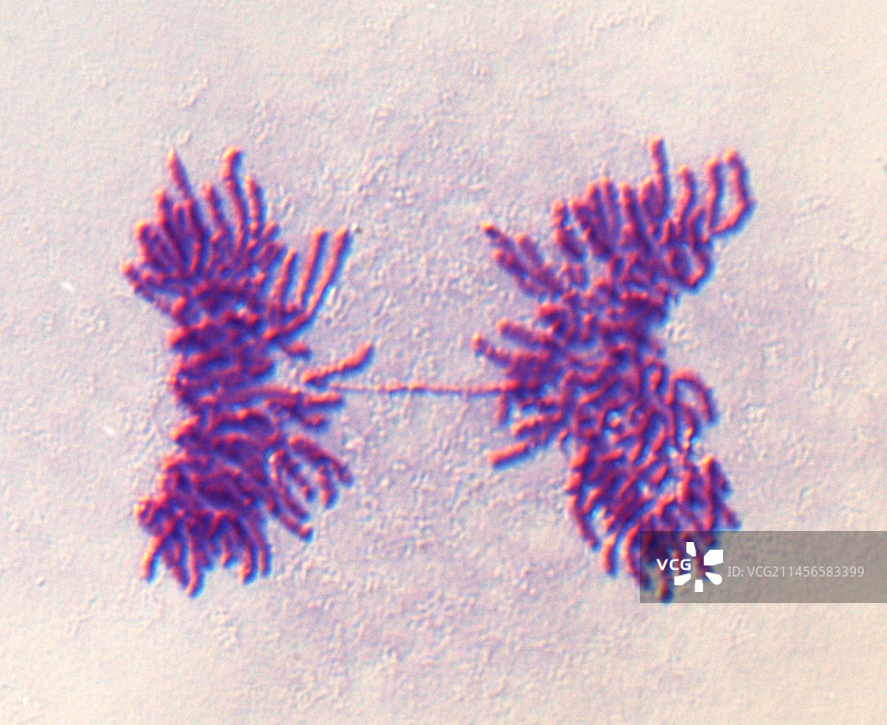 有丝分裂，光学显微照片。图片素材