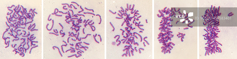 有丝分裂，光学显微照片。图片素材