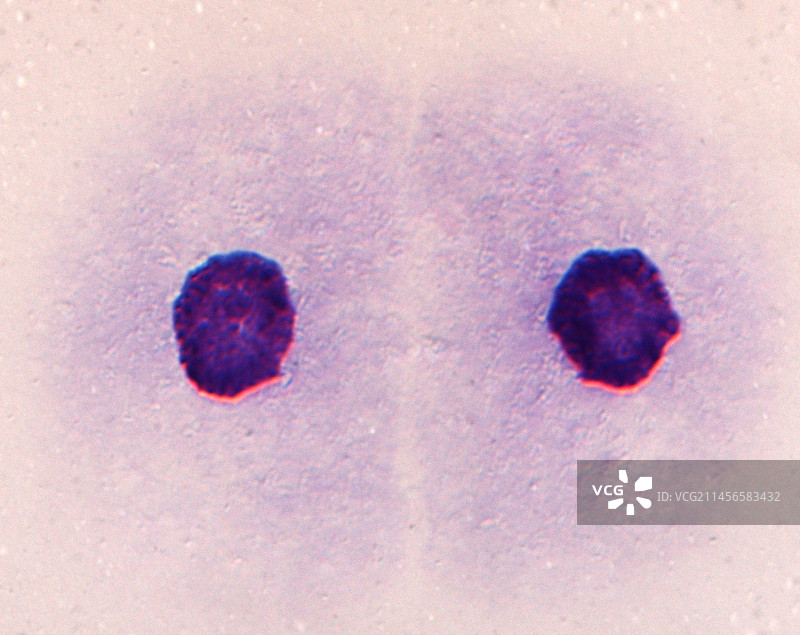 有丝分裂后的子细胞，光学显微照片图片素材