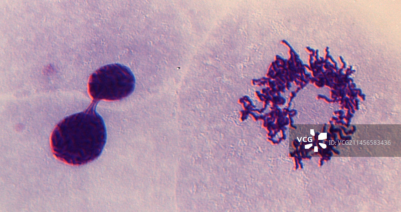 拓扑异构酶II抑制细胞中的有丝分裂，光学显微照片图片素材