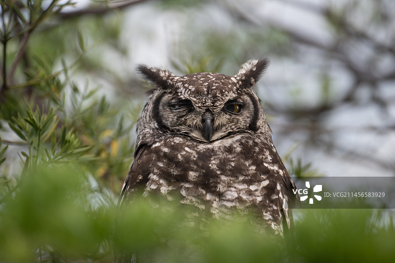 海角雕鸮图片素材