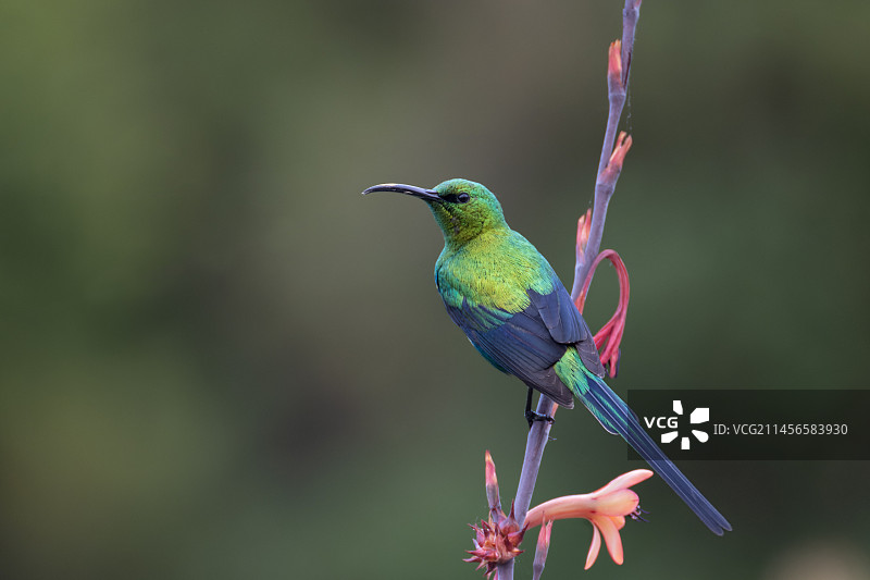 孔雀石太阳鸟图片素材