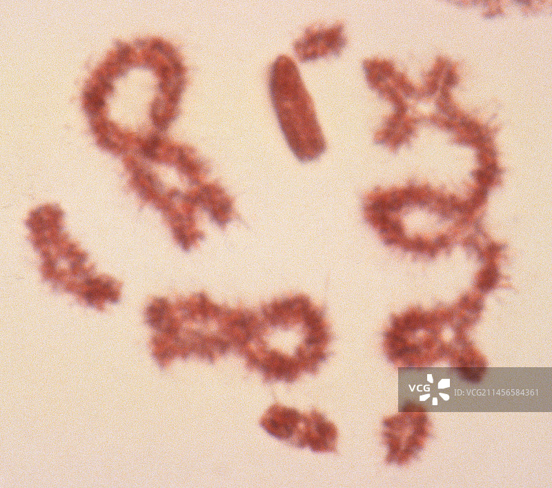 减数分裂过程中的互换，光学显微照片图片素材