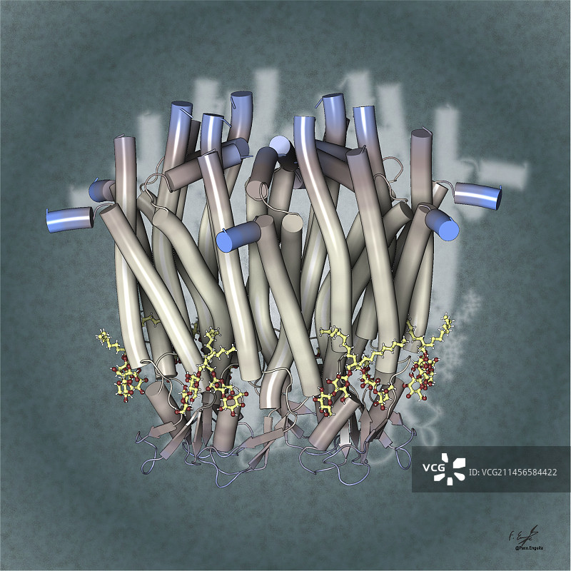 人类连接蛋白31.3半通道插图图片素材